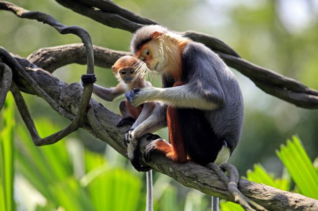 Bildnummer: 54895731 Datum: 04.02.2011 Copyright: imago/imagebroker
Rotschenkliger Kleideraffe (Pygathrix nemaeus), weibliches Alttier, Baby, Baum, Asien xo0x kbdig xkg 2011 quer Äste Aeste Affe Affen Alttier Altweltaffe Altweltaffen am asiatisch asiatische asiatischer asiatisches Asien Ast außen Außenaufnahme aussen Aussenaufnahme Aussenaufnahmen Bäume Baby Baeume Baum bei Botanik Catarrhini Cercopithecidae draußen draussen Fauna Flora Haplorrhini Hundsaffe Hundsaffen jung Junge junger Junges Jungtier Jungtiere Kleideraffe Kleideraffen Landwirbeltier Landwirbeltiere Mammalia Meerkatzenverwandte Meerkatzenverwandten menschenleer Muttertier Muttertiere Natur nemaeus niemand Pflanze Pflanzen Pflanzenkunde Primat Primaten Primates Pygathrix Rotschenklige Rotschenkliger Säugetier Säugetiere Saeugetier Saeugetiere sitzen sitzend sitzende sitzender sitzendes sitzt Tag Tage Tageslicht tagsüber tagsueber Tier Tierbaby Tierbabys Tiere Tierjunge Tierjunges Tierkind Tierkinder Tierreich Tierwelt Trockennasenaffe Trockennasenaffen Vertebrata Weibchen weiblich weibliche weiblicher weibliches Wildlife Wildtier Wildtiere Wirbeltier Wirbeltiere zwei
Bildnummer 54895731 Date 04 02 2011 Copyright Imago image broker Rotschenkliger Douc Pygathrix nemaeus Female Alttier Baby Tree Asia xo0x Kbdig xkg 2011 horizontal Branches Aeste Monkey Monkeys Alttier Altweltaffe Catarrhini at Asian Asia tables Asian Asia table Asia Ast exterior Outside view exterior Outside view Outside Trees Baby Trees Tree at Botany Catarrhini Cercopithecidae outside outside Fauna Flora Haplorrhini Dog monkey Dog monkeys Young Boy young Young Young animal Young animals Douc Clothes monkeys Land vertebrates Land vertebrates Mammalia Meerkats relatives Meerkats relatives deserted Dam Mother animals Nature nemaeus Nobody Plant Plants Plants Primacy Primates Primates Pygathrix Rotschenklige Rotschenkliger Mammal Mammals Mammal Mammals sit seated Sitting seated Head end sits Day Days Daylight during the day during daytime Animal Animal baby Animal babies Animals Animal boy Young animal Animal child Animal children Animal kingdom Wildlife Dry nose monkey Dry nose monkeys Vertebrata Females female Female female Female Wildlife Wild animal Wild animals Vertebrate Vertebrates Two Bildnummer: 54895731 Datum: 04.02.2011 Copyright: imago/imagebroker
Rotschenkliger Kleideraffe (Pygathrix nemaeus), weibliches Alttier, Baby, Baum, Asien xo0x kbdig xkg 2011 quer Äste Aeste Affe Affen Alttier Altweltaffe Altweltaffen am asiatisch asiatische asiatischer asiatisches Asien Ast außen Außenaufnahme aussen Aussenaufnahme Aussenaufnahmen Bäume Baby Baeume Baum bei Botanik Catarrhini Cercopithecidae draußen draussen Fauna Flora Haplorrhini Hundsaffe Hundsaffen jung Junge junger Junges Jungtier Jungtiere Kleideraffe Kleideraffen Landwirbeltier Landwirbeltiere Mammalia Meerkatzenverwandte Meerkatzenverwandten menschenleer Muttertier Muttertiere Natur nemaeus niemand Pflanze Pflanzen Pflanzenkunde Primat Primaten Primates Pygathrix Rotschenklige Rotschenkliger Säugetier Säugetiere Saeugetier Saeugetiere sitzen sitzend sitzende sitzender sitzendes sitzt Tag Tage Tageslicht tagsüber tagsueber Tier Tierbaby Tierbabys Tiere Tierjunge Tierjunges Tierkind Tierkinder Tierreich Tierwelt Trockennasenaffe Trockennasenaffen Vertebrata Weibchen weiblich weibliche weiblicher weibliches Wildlife Wildtier Wildtiere Wirbeltier Wirbeltiere zwei
Bildnummer 54895731 Date 04 02 2011 Copyright Imago image broker Rotschenkliger Douc Pygathrix nemaeus Female Alttier Baby Tree Asia xo0x Kbdig xkg 2011 horizontal Branches Aeste Monkey Monkeys Alttier Altweltaffe Catarrhini at Asian Asia tables Asian Asia table Asia Ast exterior Outside view exterior Outside view Outside Trees Baby Trees Tree at Botany Catarrhini Cercopithecidae outside outside Fauna Flora Haplorrhini Dog monkey Dog monkeys Young Boy young Young Young animal Young animals Douc Clothes monkeys Land vertebrates Land vertebrates Mammalia Meerkats relatives Meerkats relatives deserted Dam Mother animals Nature nemaeus Nobody Plant Plants Plants Primacy Primates Primates Pygathrix Rotschenklige Rotschenkliger Mammal Mammals Mammal Mammals sit seated Sitting seated Head end sits Day Days Daylight during the day during daytime Animal Animal baby Animal babies Animals Animal boy Young animal Animal child Animal children Animal kingdom Wildlife Dry nose monkey Dry nose monkeys Vertebrata Females female Female female Female Wildlife Wild animal Wild animals Vertebrate Vertebrates Two