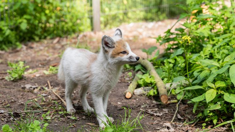 Tier in der Wildtierstation