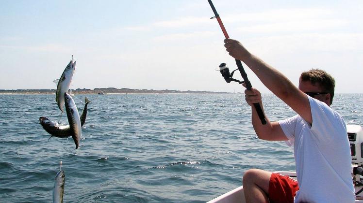 Beim Makrelenangeln vor Sylt sind die Fangchancen vom Boot aus am größten.