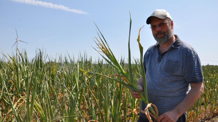 Nicht mehr zu retten sind große Teile der Maisernte, sagt Ralf Große-Endebrock