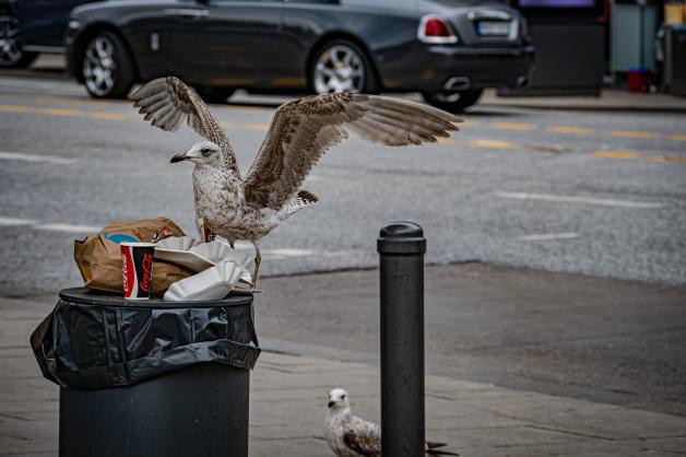 Eine Möwe sucht in einem Mülleimer in Hamburg nach Essen.