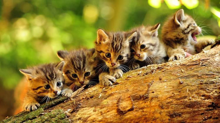 Fünf Baby-Wildkatzen im Wildpark Eekholt geboren
