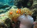 Clownfische können sich in Seeanemonen verstecken. Foto: Theresa Rueger/Newcastle University/dpa