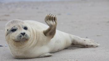 Common / Harbour Seal - young seal resting on the beach - Wadden Sea, Germany PUBLICATIONxINxGERxSUIxAUTxONLY Copyright: