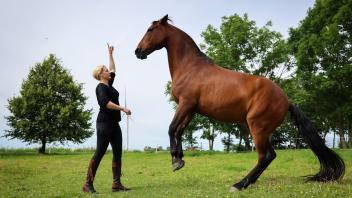 PRODUKTION - Sophie Graf, Pferdetrainerin, lässt bei einer Übung das Pferd «Chico» auf der Weide ihres Pferdezentrums in Dithmarschen steigen. Foto: Christian Charisius/dpa/Produktion