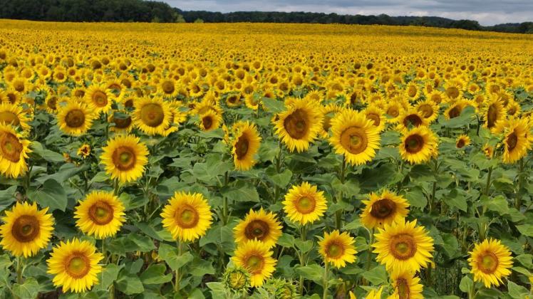 Sonnenblumen