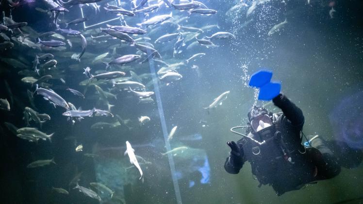 Abtauchen im Zoo! Zumindest im Müritzeum in Waren ist dies möglich, wenn Taucher Roger Mader in einem Schwarm Maränen in das Sechs-Meter-Tiefenbecken eintaucht. Für das Ereignis stehen die Besucher  vor dem Schauaquarium schon mal gerne Schlage. In diesem  Jahr begeht die  Einrichtung in Waren an der Müritz ihr 40-jähriges Bestehen. Besucher können  in 25 Aquarien mehr als 50 Tierarten entdecken. Darunter Fische wie Störe, Flussbarsche, Krebse und Muscheln in naturnah gestalteten Becken. 26.07.2022 Foto Volker Bohlmann