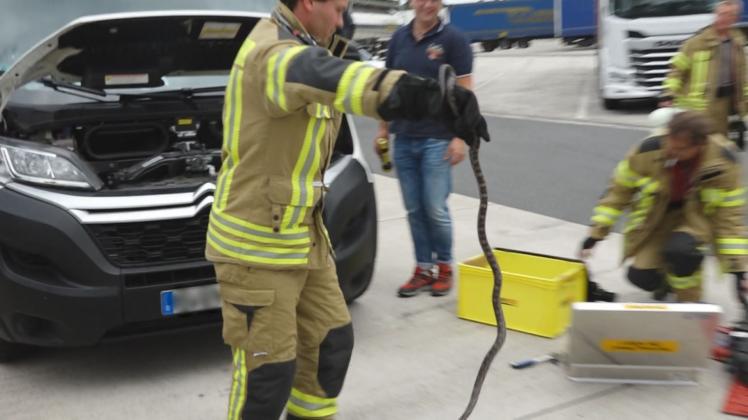 Eine rund einen Meter lange Schlange haben Feuerwehrleute am Mittwoch aus einem Transporter befreit. 