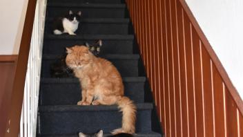 In dem Haus in Flachsmeer lebten fast 50 Katzen. 