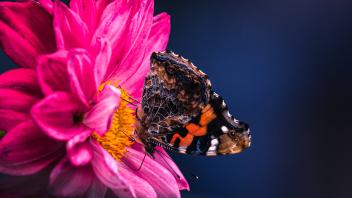 Indian Red Admiral The Indian red admiral (Vanessa indica) is a butterfly found in the higher altitude regions of India,