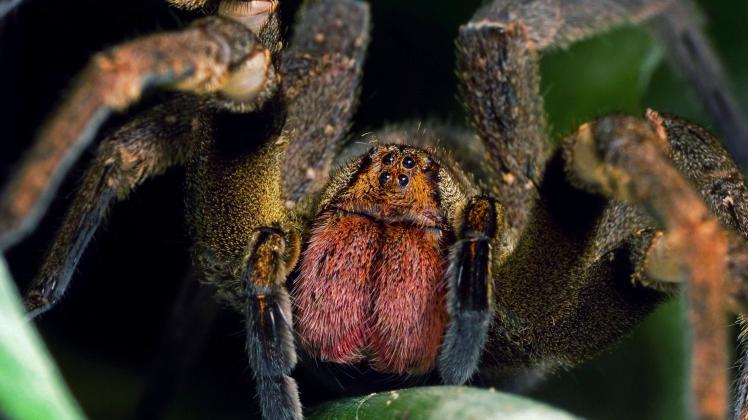 Brazilian wandering spider (Phoneutria nigriventer) inside a bromeliad. South-east Atlantic forest, Piedade, Sao Paulo,