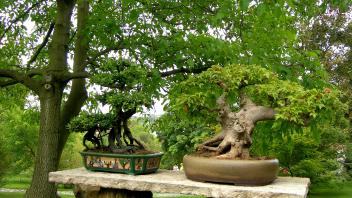 Miniature of tree - masterpiece of gardening - bonsai , 5103742.jpg, bonsai, tree, miniature, garden, gardening, roots,