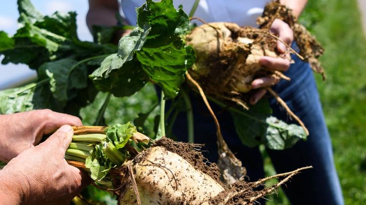 ARCHIV - Zuckerrüben wachsen unter der Erde. Sie werden ausgekocht, um Zucker zu gewinnen. Foto: Edith Geuppert/dpa/dpa-tmn