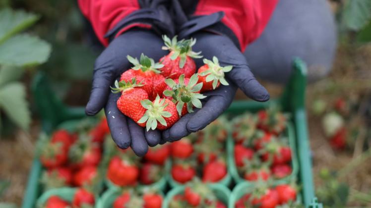ARCHIV - Barbara Grabowska von «Karls Erdbeerhof» in Rövershagen hält frisch geerntete Erdbeeren in ihren Händen. Foto: Danny Gohlke/dpa/Archivbild