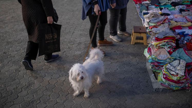 Iran, Shopping For Nowruz Celebrations An Iranian young woman and her pet stand next to a vendor while Nowruz shopping i