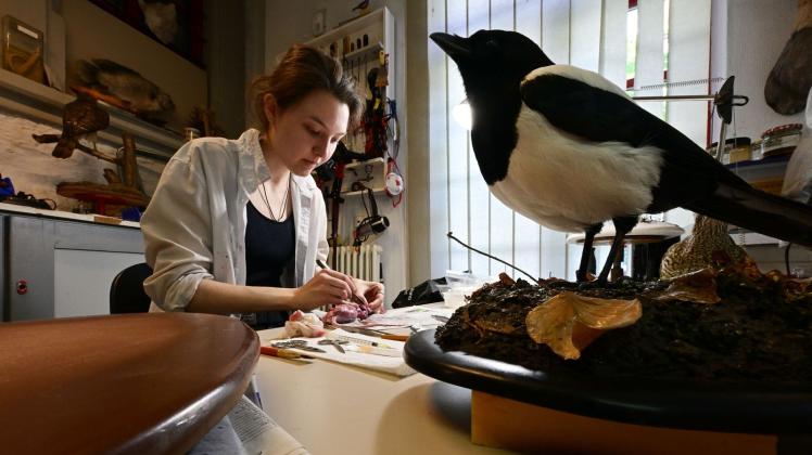 Corinna Seifert, Auszubildende im Bereich Präparation im Naturkundemuseum Erfurt, arbeitet in der Werkstatt an einer Ratte. Foto: Martin Schutt/dpa