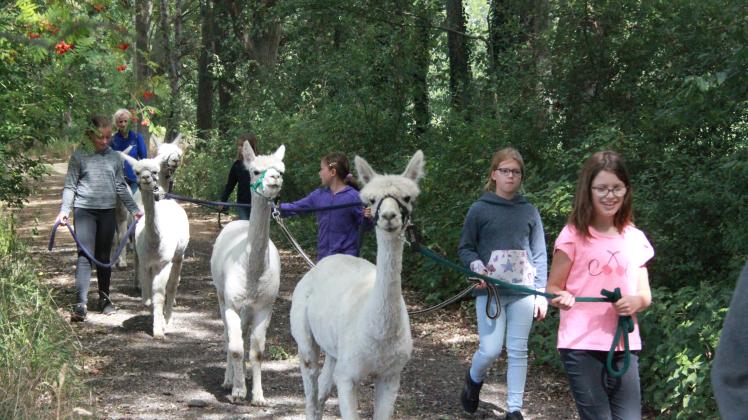 Die Ferienkinder aus Hagenow lernen bei dem Spaziergang mit den Alpakas viel über Kommunikation, wie man zur Ruhe kommt und was es bedeutet, aufeinander Acht zu geben. 