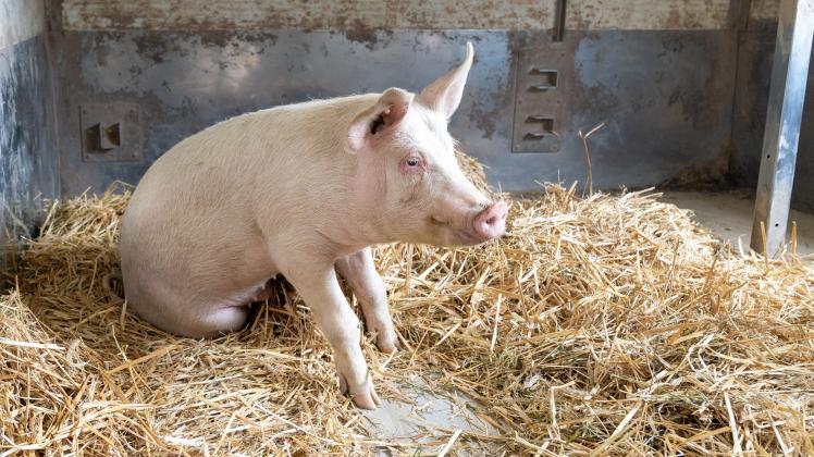 Afrikanische Schweinepest erreicht Mastbetrieb im Emsland: So groß ist jetzt die Angst beim Osnabrücker Schweinebauern Peer Sachteleben (Biobetrieb Schlehbaumhof)