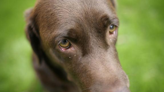ARCHIV - Hunde haben oft einen feinen Riecher für Gefühle und spiegeln auch das Seelenleben seines Besitzers. Foto: Fredrik von Erichsen/dpa/dpa-tmn