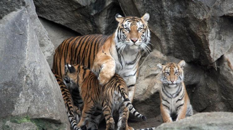 ARCHIV - Sumatra-Tigerin Mayang im Januar 2019 mit ihren vier Tierbabys Kiara, Oscar, Willi und Seri. Foto: Philipp Brandstädter/dpa