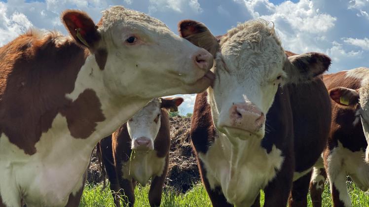 In Lübtheen stehen die Hereford-Rinder auf der Weide. 