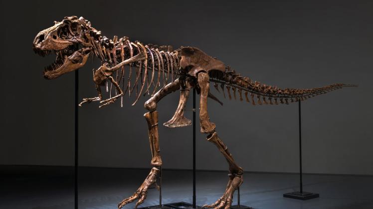 Wer sich ein Dinosaurier-Skelett kauft, muss viel Platz haben. Foto: Auktionshaus/Sotheby&apos;s/dpa