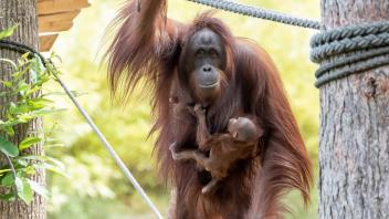 Akeno heißt der am 15. Juni 2022 geborene Orang-Utan-Junge. Das verkündeten WIRO-Chef Ralf Zimlich und Zoo-Direktorin Antje Angeli bei einem Pressetermin. Akenos Mutter Hsiao-Ning (Vater Sabas war nicht zugegen) trug den Jungen zur Freude der Besucher im Freigehege mit sich herum.