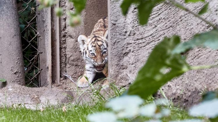Zögerlich erkundeten die Tiger-Zwillinge ihr Gehege. Foto: Georg Wendt/dpa