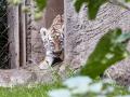 Zögerlich erkundeten die Tiger-Zwillinge ihr Gehege. Foto: Georg Wendt/dpa
