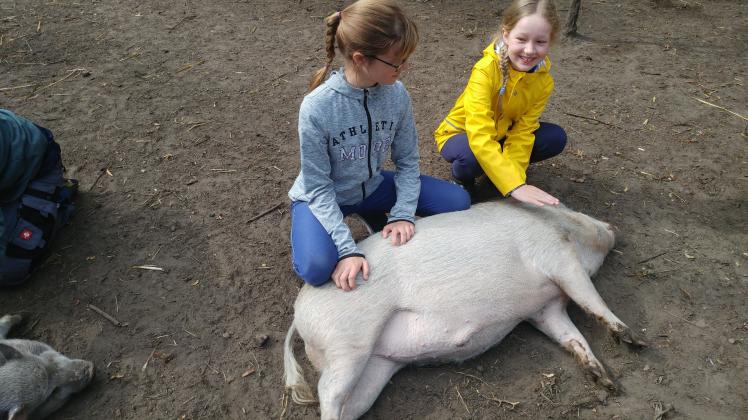 Schweine streicheln: Ein nicht alltägliches Ferienerlebnis auf dem Lebenshof.