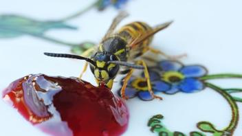 PRODUKTION - Eine Gemeine Wespe (Vespula vulgaris) hat sich auf einem Teller mit süßem Holundergelee niedergelassen. Foto: Peter Zschunke/dpa-Zentralbild/dpa