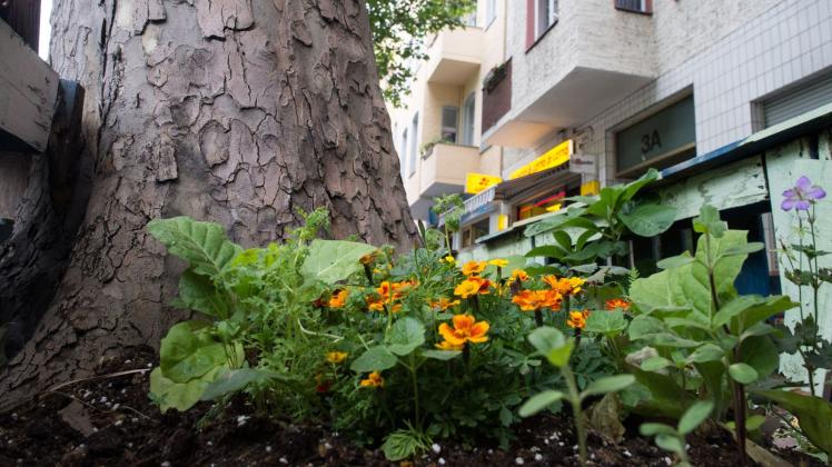 ARCHIV - Immer öfter sieht man rings um Straßenbäume kleine Blumenbeete - das ist nicht nur hübsch anzusehen, sondern schützt unter Umständen auch die Bäume vor dem Vertrocknen. Foto: Franziska Gabbert/dpa-tmn