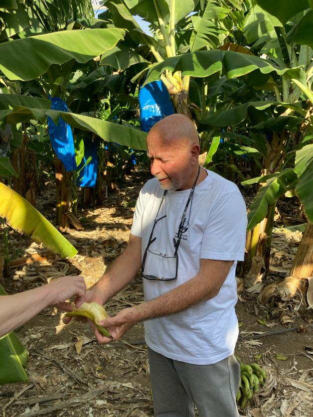 Shpitzer weiß alles über den Reifungsprozess der Bananen durch das Gas Ethen, das als „Pflanzenhormon“ den Stoffwechsel und Enzymhaushalt der Frucht steuert. Shpitzer weiß alles über den Reifungsprozess der Bananen durch das Gas Ethen, das als „Pflanzenhormon“ den Stoffwechsel und Enzymhaushalt der Frucht steuert.