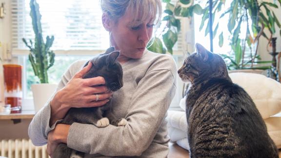 ARCHIV - Bei der Zusammenführung von zwei Katzen sollte man behutsam vorgehen. Foto: Christin Klose/dpa-tmn ARCHIV - Bei der Zusammenführung von zwei Katzen sollte man behutsam vorgehen. Foto: Christin Klose/dpa-tmn