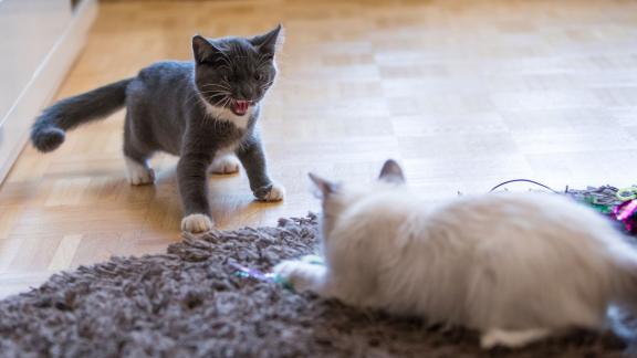 ARCHIV - Werden zwei Katzen zusammengeführt, sollte das Alter in etwa gleich sein und es sich nicht um unterschiedliche Rassen handeln. Sonst kann es zu Problemen kommen. Foto: Christin Klose/dpa-tmn ARCHIV - Werden zwei Katzen zusammengeführt, sollte das Alter in etwa gleich sein und es sich nicht um unterschiedliche Rassen handeln. Sonst kann es zu Problemen kommen. Foto: Christin Klose/dpa-tmn