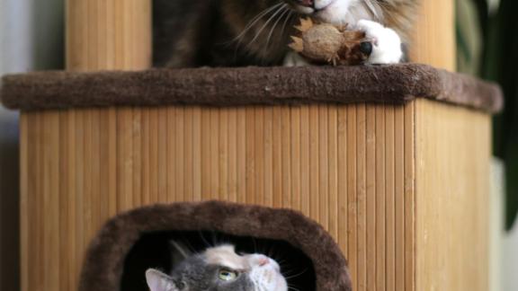 ARCHIV - Frauchen oder Herrchen sollten den Charakter ihrer Katze kennen. Ist das Tier gesellig, mag es keine neue Katze im Haus, die völlig anders tickt und etwa lieber für sich ist. Foto: Ina Fassbender/dpa-tmn ARCHIV - Frauchen oder Herrchen sollten den Charakter ihrer Katze kennen. Ist das Tier gesellig, mag es keine neue Katze im Haus, die völlig anders tickt und etwa lieber für sich ist. Foto: Ina Fassbender/dpa-tmn