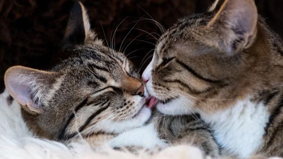 ARCHIV - Können sich die Stubentiger gut riechen? Beim Zusammenstellen einer Katzen-WG sollte man auch auf ähnliche Temperamente achten. Foto: Franziska Gabbert/dpa-tmn ARCHIV - Können sich die Stubentiger gut riechen? Beim Zusammenstellen einer Katzen-WG sollte man auch auf ähnliche Temperamente achten. Foto: Franziska Gabbert/dpa-tmn