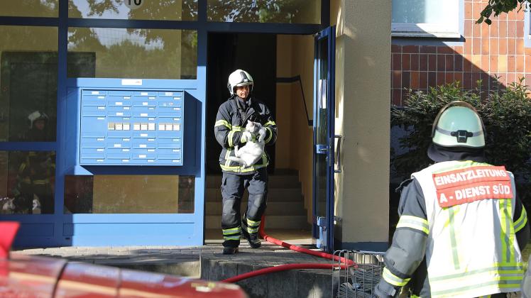 Berührender Einsatz in Rostock: Feuerwehr rettet Katze in letzter Sekunde aus Brandwohnung – Küche lichterloh in Flammen, Mieter abwesend