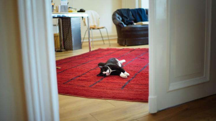 ARCHIV - Zwar gilt der Hund seit jeher als «des Menschen bester Freund». Doch Deutschlands liebstes Heimtier ist und bleibt - die Katze. Foto: Gregor Fischer/dpa
