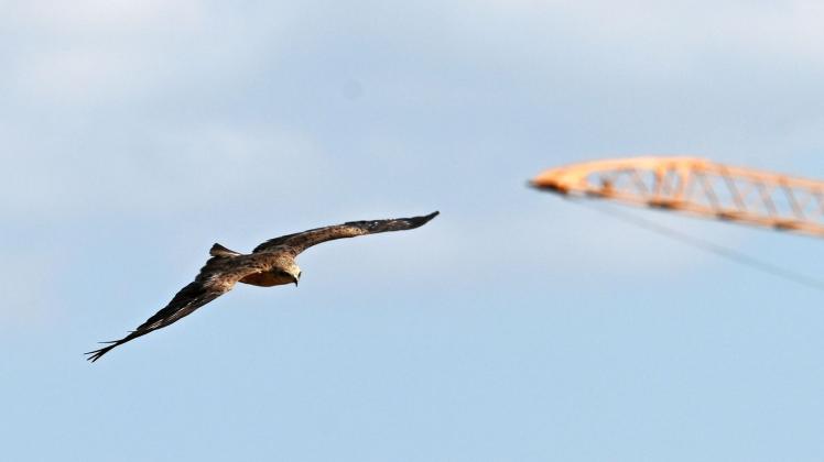 Der Schwarzmilan kann lange Strecken zurücklegen, ohne mit den Flügeln zu schlagen. Foto: Peter Zschunke/dpa
