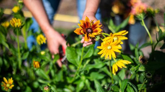 ARCHIV - Claudia Werner schneidet Blumen in ihrem Garten. Die Bewegung SlowFood ist längst keine Randerscheinung mehr, nun gibt es auch die bundesweite Bewegung SlowFlowers. Foto: Sina Schuldt/dpa ARCHIV - Claudia Werner schneidet Blumen in ihrem Garten. Die Bewegung SlowFood ist längst keine Randerscheinung mehr, nun gibt es auch die bundesweite Bewegung SlowFlowers. Foto: Sina Schuldt/dpa