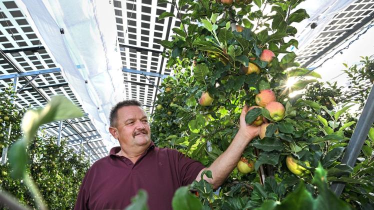 PRODUKTION - Die Äpfel von Obstbauer Hubert Bernhard werden auch unter dem Dach groß. Foto: Felix Kästle/dpa