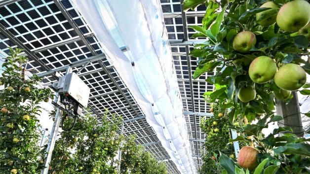 PRODUKTION - Das Dach über den Apfelbäumen von Obstbauer Hubert Bernhard erzeugt Strom aus Sonnenlicht. Foto: Felix Kästle/dpa