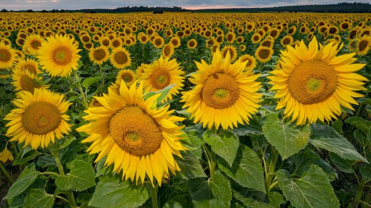 ARCHIV - Sonnenblumen in Ostbrandenburg: Die Landwirte in Deutschland haben dieses Jahr deutlich mehr Sonnenblumen angebaut als zuvor. Hintergrund ist der drohende Ausfall von Importen aus der Ukraine. Foto: Patrick Pleul/dpa