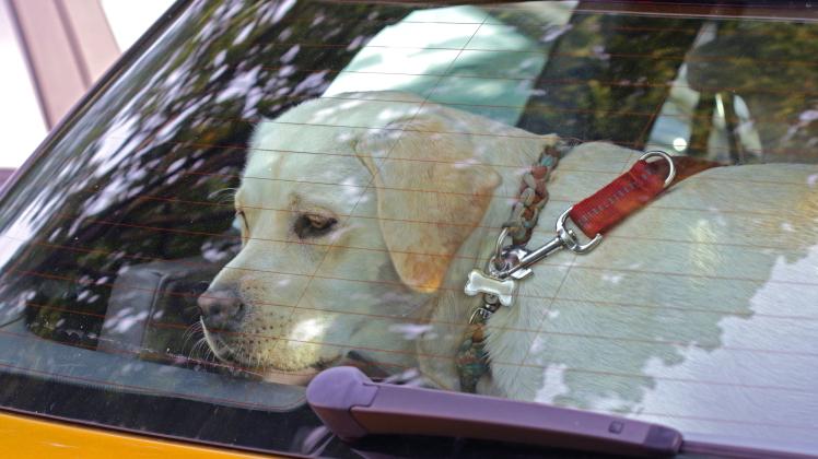 Haustiere in Fahrzeugen Ein Hund sitzt in einem geschlossenen Auto *** Pets in vehicles A dog sitting in a closed car