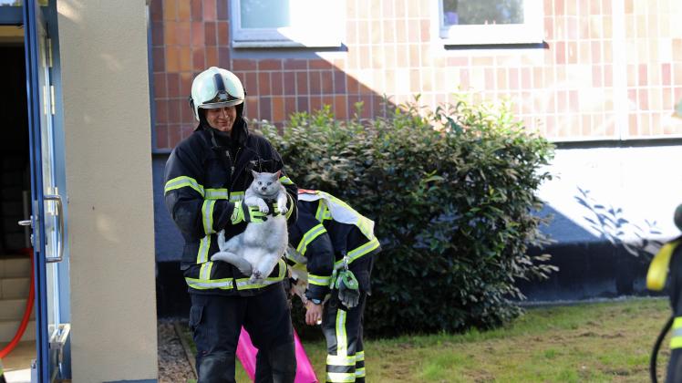 Berührender Einsatz in Rostock: Feuerwehr rettet Katze in letzter Sekunde aus Brandwohnung – Küche lichterloh in Flammen, Mieter abwesend