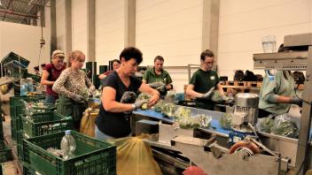 Beim Gemüse kommt es auf die Frische an. Hier verpacken rumänische Mitarbeiter der Behr-Gruppe Brokkoli in atemberaubender Geschwindigkeit in der neuen Gemüsehalle.