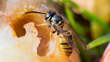 ARCHIV - Zum Wespen lieben Fruchtsaft und brauchen ihn für das Stillen ihres Energiebedarfs. Foto: Julian Stratenschulte/dpa/dpa-tmn