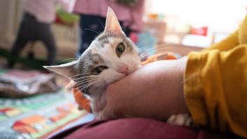 ARCHIV - Zecken oder Flöhe? Dann auf keinen Fall Permethrin-haltige Mittel dem Liebling geben, diese können der Katze schaden. Foto: Sebastian Gollnow/dpa