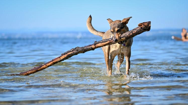 Diesen großen Ast hat der Hund aus dem Wasser gefischt. Foto: Felix Kästle/dpa